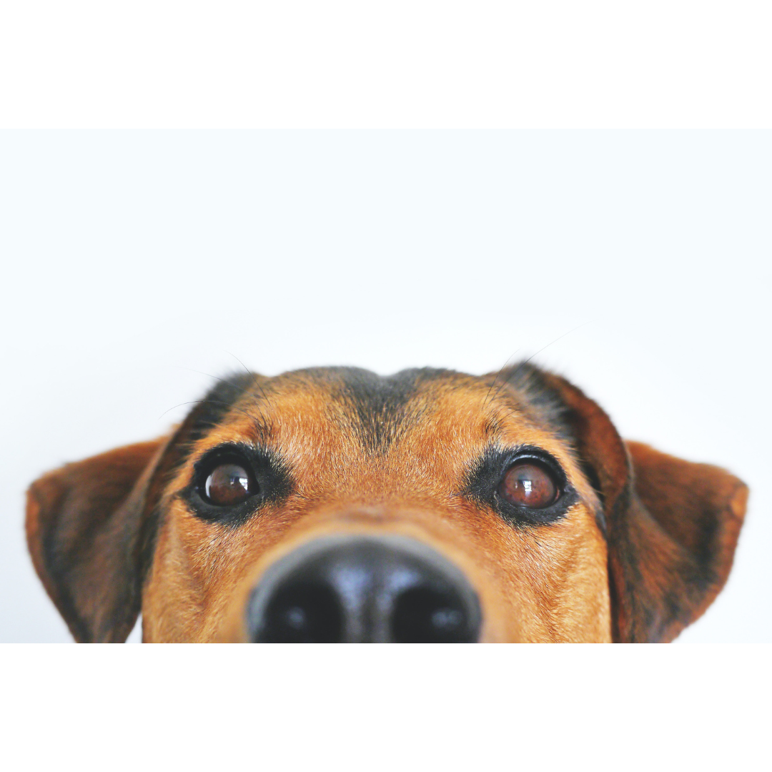 Neuer Look, mehr Features unser neuer Shop ist online!