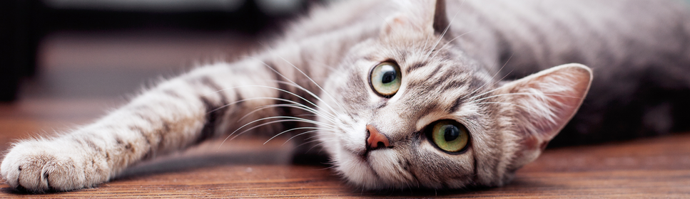 Magnetfeldmatte | magnetfeldmatte hund | magnetfeldmatte kaufen | magnetfeldmatte wirkung | magnetfeldmatte für hunde | magnetfeldmatte ohne strom | magnetfeldmatte preis