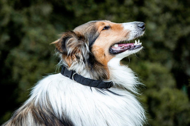 Magnethalsband für Hunde