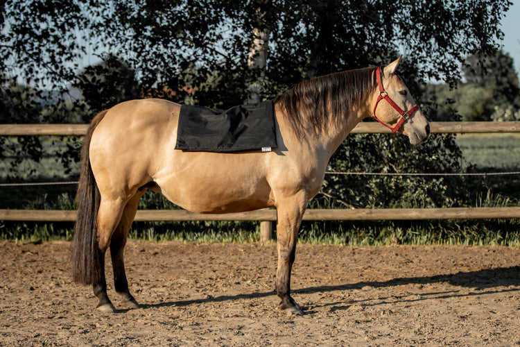 Magnetfelddecke für Hunde, Magnetfelddecke für Katzen, Arthrose beim Hund, Arthrose bei Katze, Magnetfelddecke, Magnetfeldmattstatische Magnetfeldmatte, Magnetfeldmatte für Tiere, biomagnet24, Magnetfeldmatte für Pferde, Magnetfelddecke für Pferde, Magnetfeldmatte Wirkung, Ma Magnetfelddecke für Pferde, Behmer Magnetfelddecke, Bemer Magnetfelddecke, biomagnet24, Pulsierende Magnetfeldmatte, Pulsierende Magnetfelddecke, Auflegedecke für Pferde, Auflegematte für Pferde, Magnetfelddecke für Pferde test