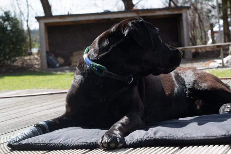 Magnetmatte biomagnet24 | Magnet Matte | Magnetfeldtherapie Matte | Magnetfeldtherapiematte | Matte biomagnet24 | Magnetfeld Hund | Magnetfeld Katze | Magnetfeld Pferd | Magnetfeld Wirkung | Magnetfeldmatte biomagnet24 | biomagnet24