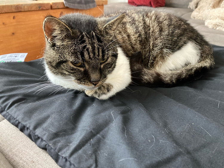 magnetfelddecke pferd | magnetfelddecke hund | magnetfeldmatte hund | magnetfeld mantel hund | magnetfeldmatte hund test | pulsierendes magnetfeld pferd | magnetfeldtherapie | genickschutz pferd | pulsierende magnetfeldtherapie pferd | magnetfeld für pferde | biomagnet24