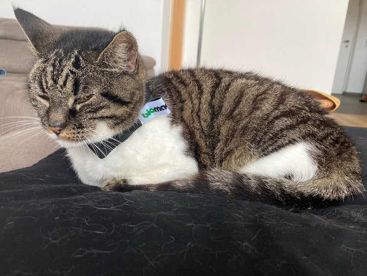 magnetfelddecke pferd | magnetfelddecke hund | magnetfeldmatte hund | magnetfeld mantel hund | magnetfeldmatte hund test | pulsierendes magnetfeld pferd | magnetfeldtherapie | genickschutz pferd | pulsierende magnetfeldtherapie pferd | magnetfeld für pferde | biomagnet24