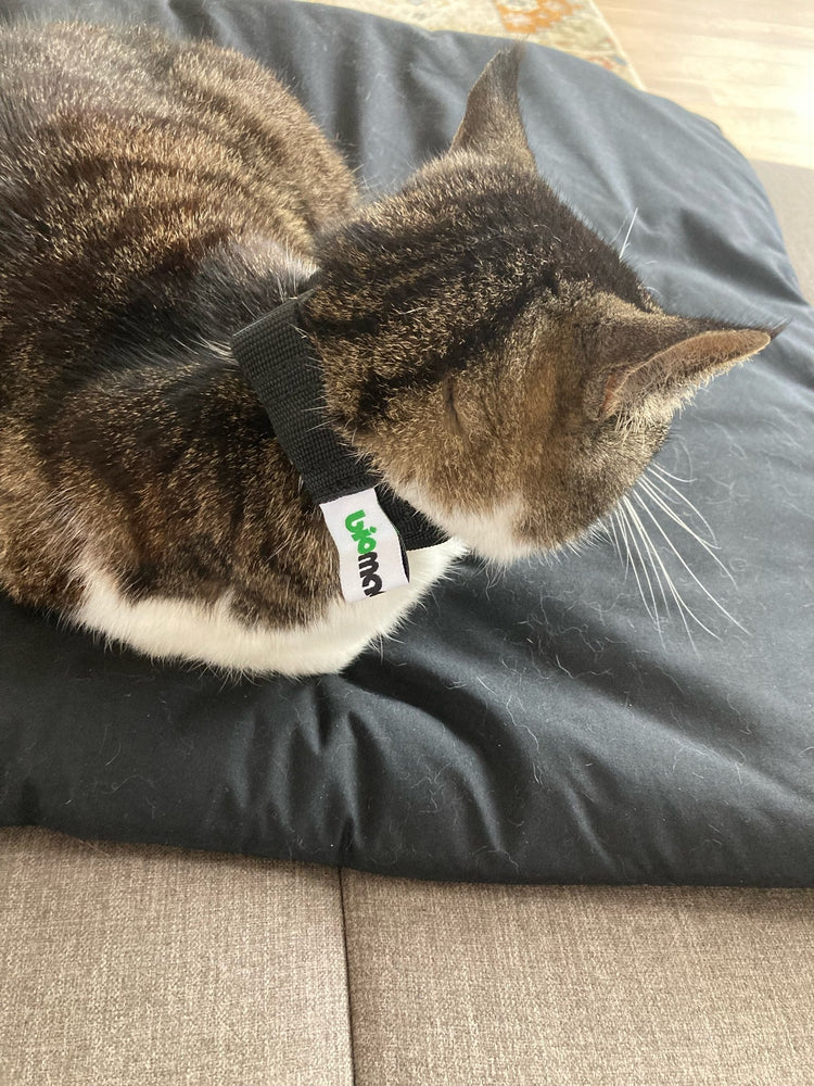 magnetfelddecke pferd | magnetfelddecke hund | magnetfeldmatte hund | magnetfeld mantel hund | magnetfeldmatte hund test | pulsierendes magnetfeld pferd | magnetfeldtherapie | genickschutz pferd | pulsierende magnetfeldtherapie pferd | magnetfeld für pferde | biomagnet24