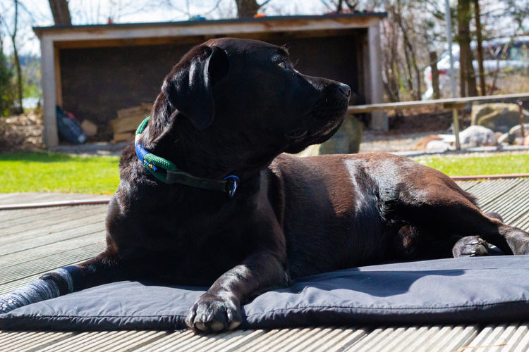 magnetfelddecke pferd | magnetfelddecke hund | magnetfeldmatte hund | magnetfeld mantel hund | magnetfeldmatte hund test | pulsierendes magnetfeld pferd | magnetfeldtherapie | genickschutz pferd | pulsierende magnetfeldtherapie pferd | magnetfeld für pferde | biomagnet24