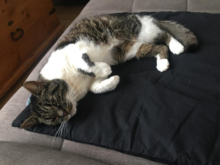 magnetfelddecke pferd | magnetfelddecke hund | magnetfeldmatte hund | magnetfeld mantel hund | magnetfeldmatte hund test | pulsierendes magnetfeld pferd | magnetfeldtherapie | genickschutz pferd | pulsierende magnetfeldtherapie pferd | magnetfeld für pferde | biomagnet24