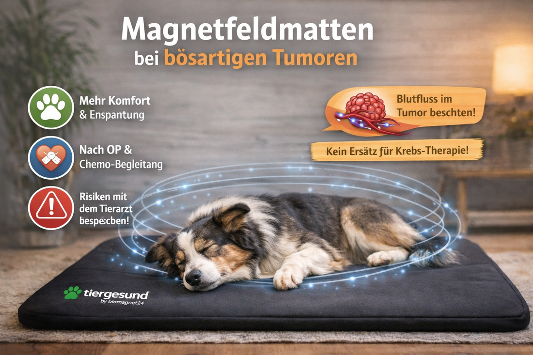 Statische biomagnet24® Magnetfeldmatten bei bösartigen Tumoren