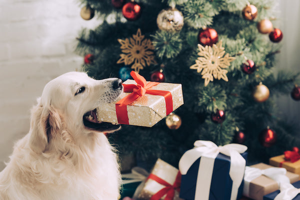 Biomagnet24 wünscht Ihrem Hund frohe Weihnachten mit einer Magnetfeldmatte.