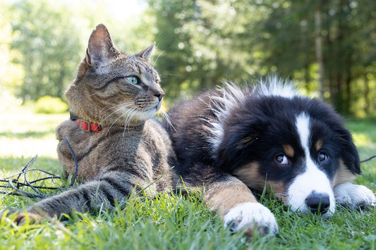 Anwendung von statischen Magnetfeldmatten für Hunde und Katzen bei Arthrose und anderen Gelenkkrankheiten