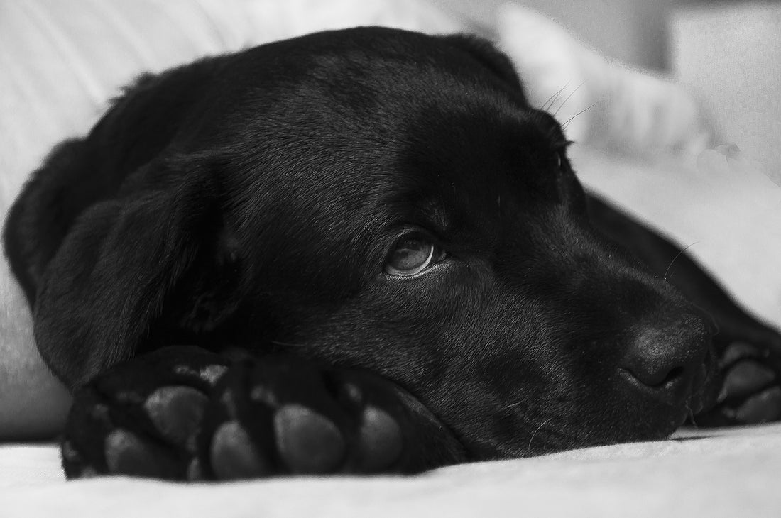 SOS: Erste Hilfe Tipps für Hunde mit Arthrose - was hilft?