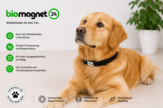 Magnethalsband für Hunde